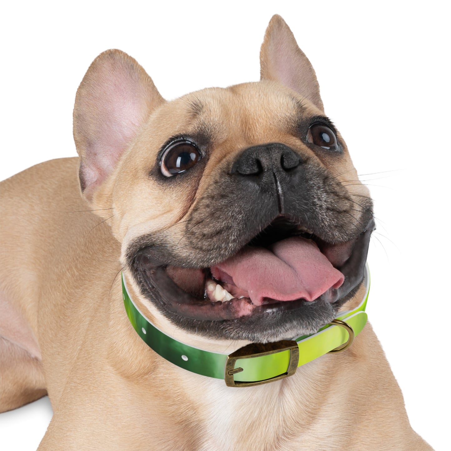 Paw Parade - Dog Collar